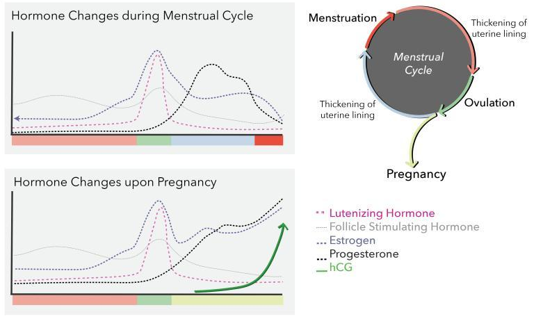 Membuat Grafik Level Hormon Dalam Siklus  Menstruasi Besar