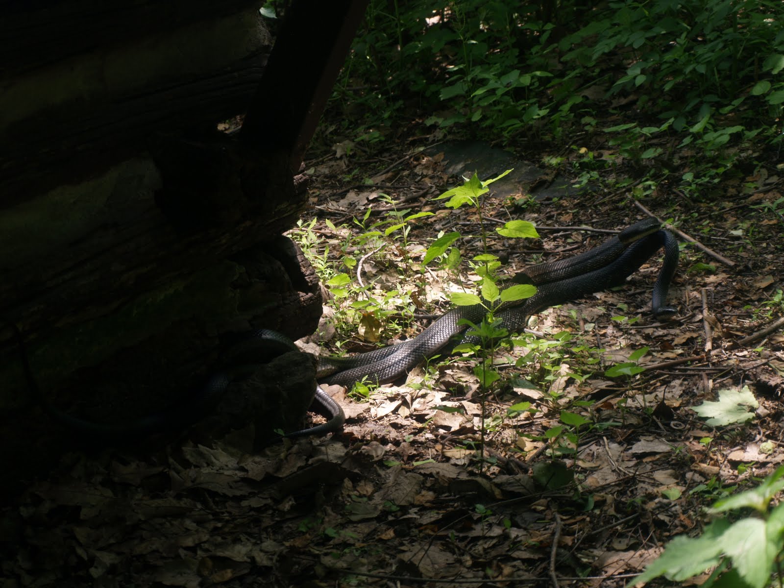 The Appalachian Trail&mdash;Georgia to Maine 2011: Eckville Shelter to
