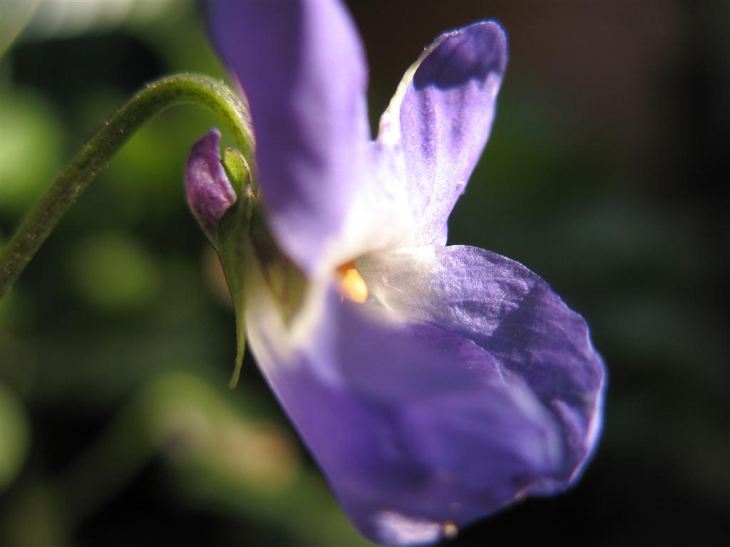 Flor violeta em superclose (macro) ilustra este post sobre o Shijing, o Livro das Canções.