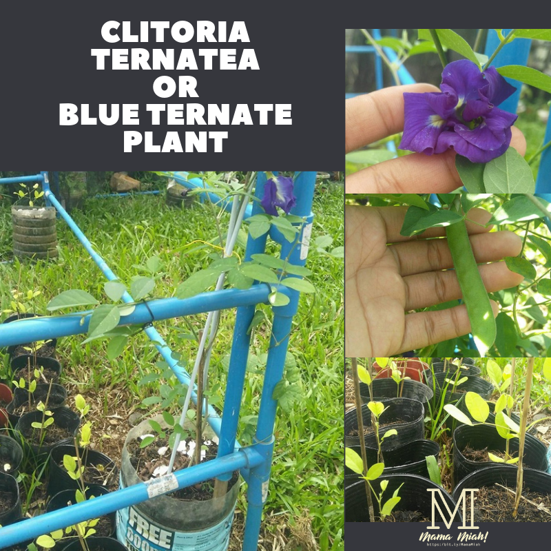 Clitoria Ternatea, Blue Ternatea, Butterfly Pea, Asian Pigeon Wings, Blue Bell Vine, Blue Pea, Cordofan Pea and Darwin pea