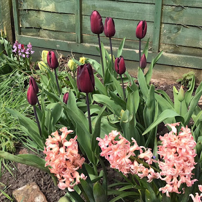 Dark red tulips and salmon-pink hyacinths in a flower bed in front of a wooden fence.