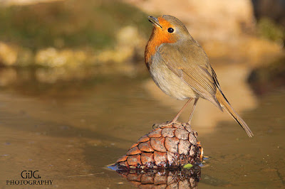 Petirrojo (Erithacus rubecula)