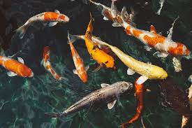 Sistem Pencernaan Ikan, Penjelasan Lengkap