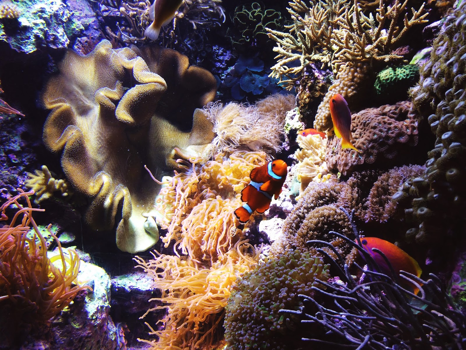 Kelsey 7 Tips for visiting the Shedd Aquarium