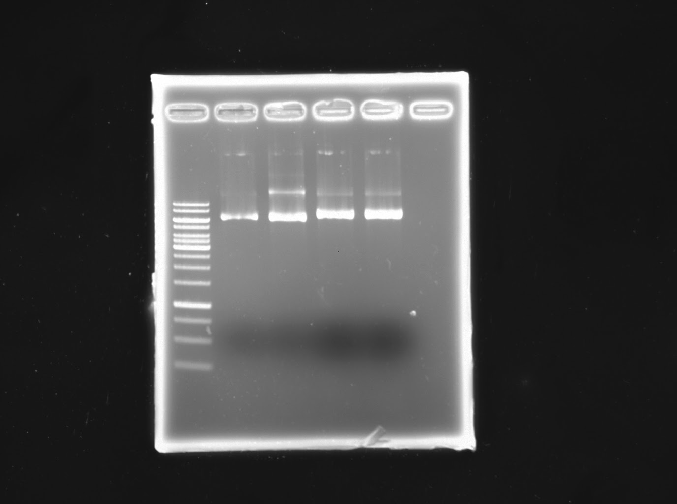 life . is . a . present !! Agarose Gel Electrophoresis