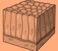 Fungsi Jaringan Epitel