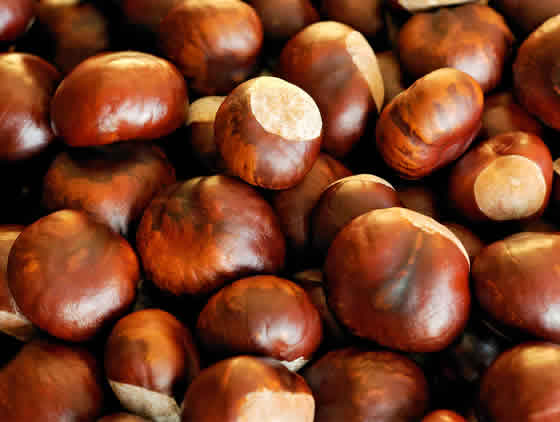 A lot of horse chestnut
