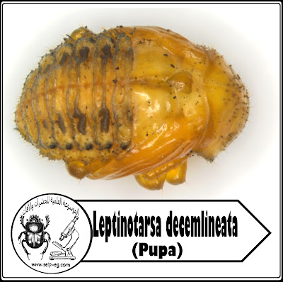 عذراء خنفساء بطاطس كولورادو Colorado Potato beetle Pupa