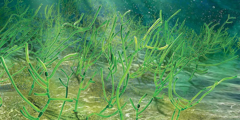 Dünyanın en eski bitki fosili bir alg: Proterocladus antiquus