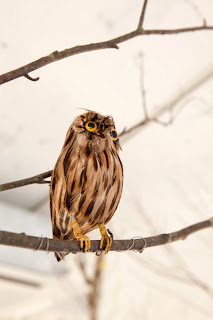 Marzua: Onico Hair&Nail, un bosque encantado en un salón de Osaka donde