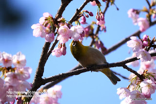 桜の蜜を吸うメジロ 桜の蜜を吸うメジロの写真