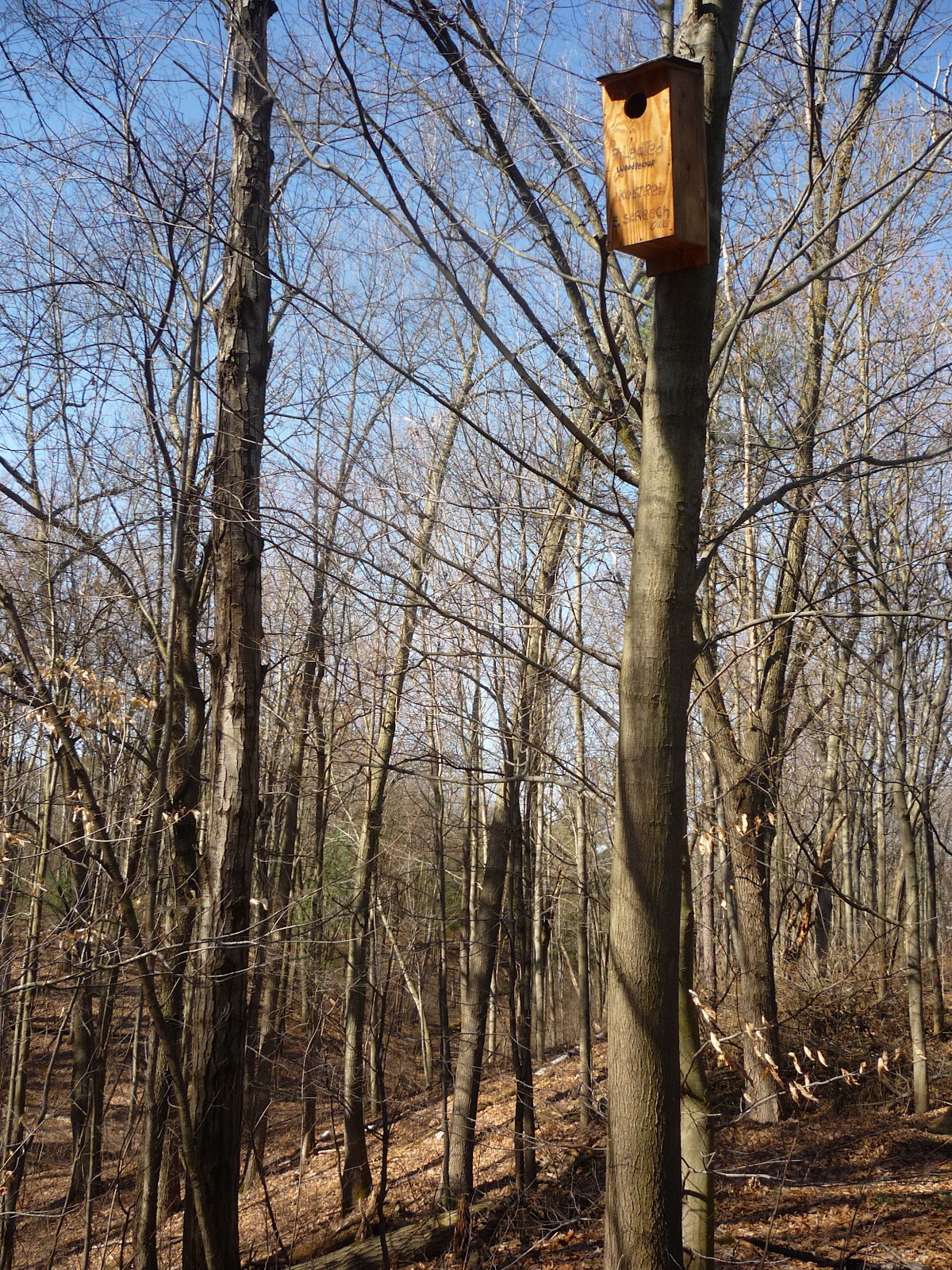 Bird house vacancies. South Burlington, VT-Bird nest box | Litter with