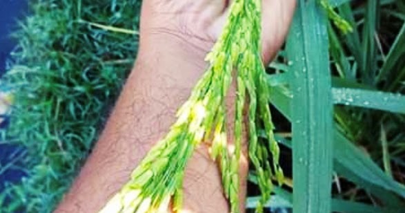 Obat Perangsang Buah Padi Yang Bagus Zpt Agar Malai Padi Menjadi Panjang Dengan Bulir Terisi Full Dan Berbobot Kliktani Com