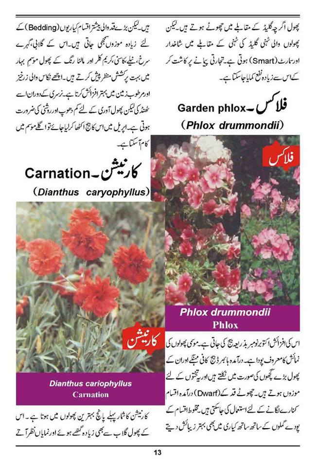 Different Flower Names In Urdu / Flowers Lesson Learn Flowers In Urdu ...