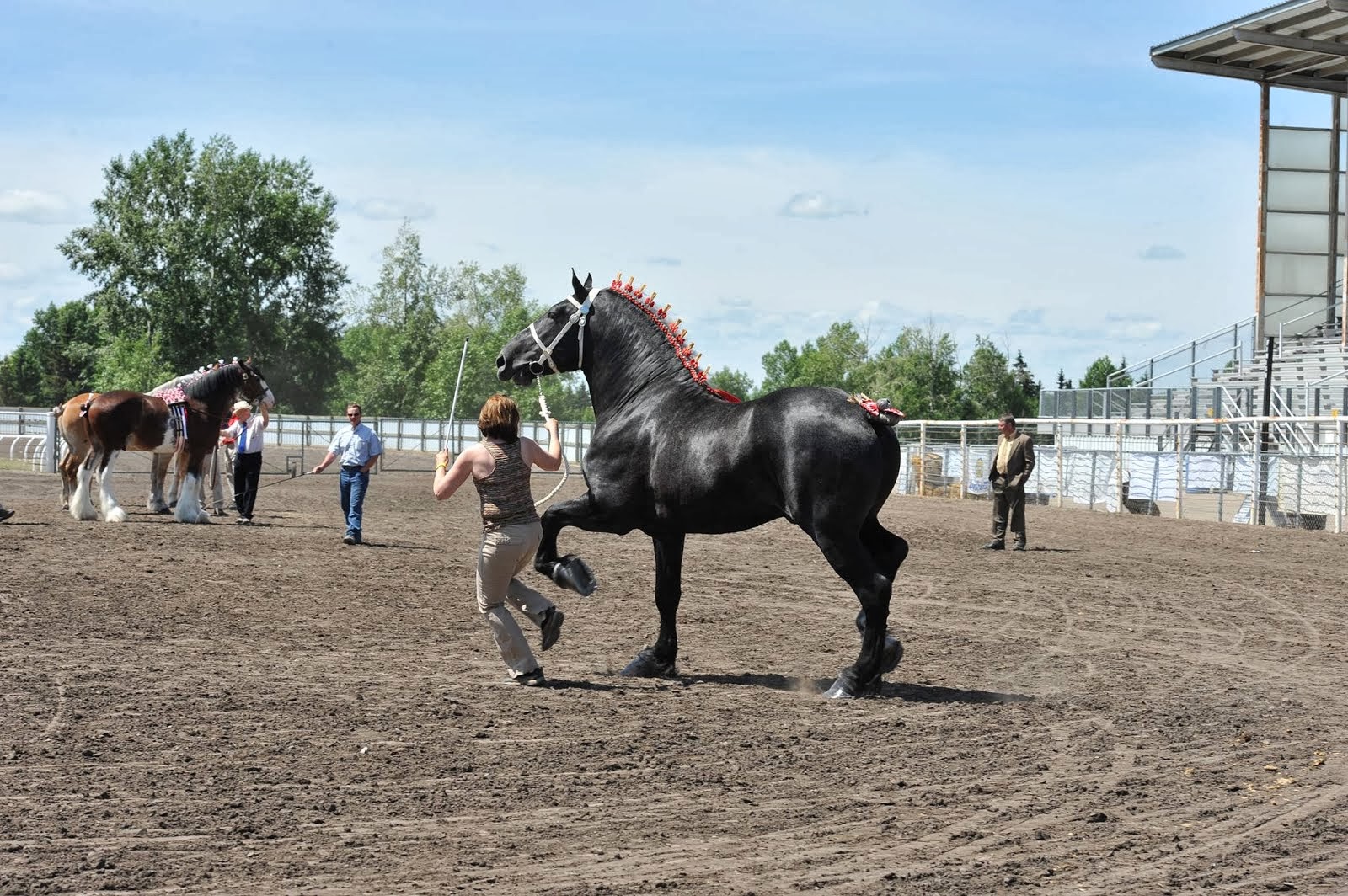 Eaglesfield Brigadier - Central Alberta Draft Horse Classic (3 Yr Old)