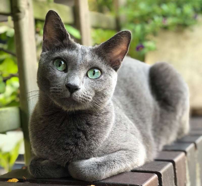 KEDİLERLE İLGİLİ ŞIŞIRACAĞINIZ BİLGİLER )