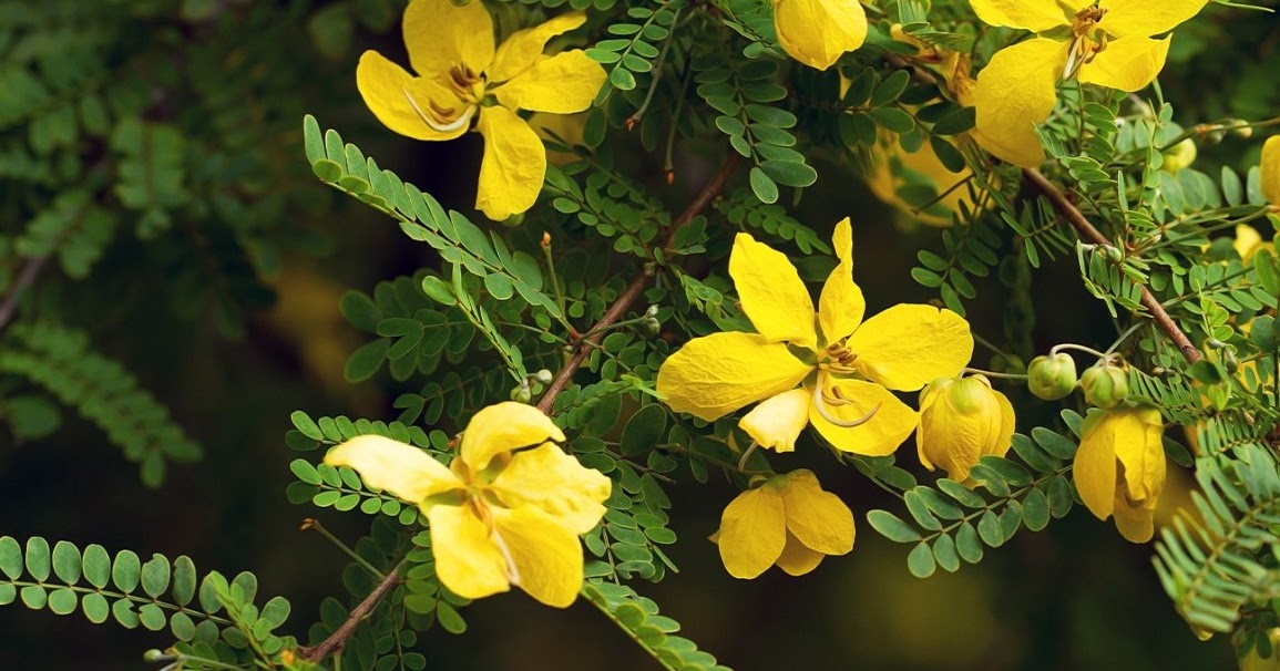 Benefits and side effects of Senna Makki Tea,Leaves