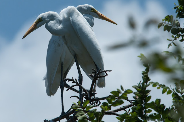 A Tree Falling: UT Southwestern Medical Center Rookery: June 2015