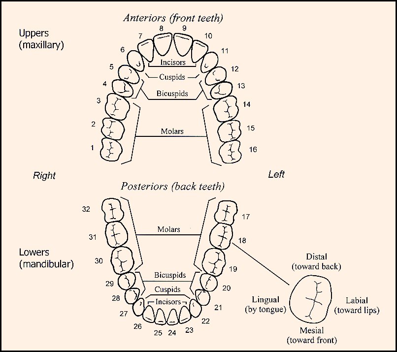 Названия зубов человека. Строение зубов нумерация. Схема расположения зубов. Название зубов у человека схема. Названия зубов в стоматологии.