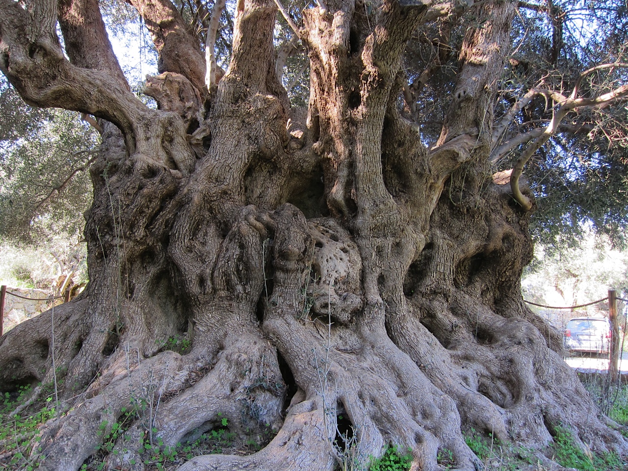 What s Really Going On In Greece The Ancient Olive Tree what-s-really-going-on-in-greece-the-ancient-olive-tree