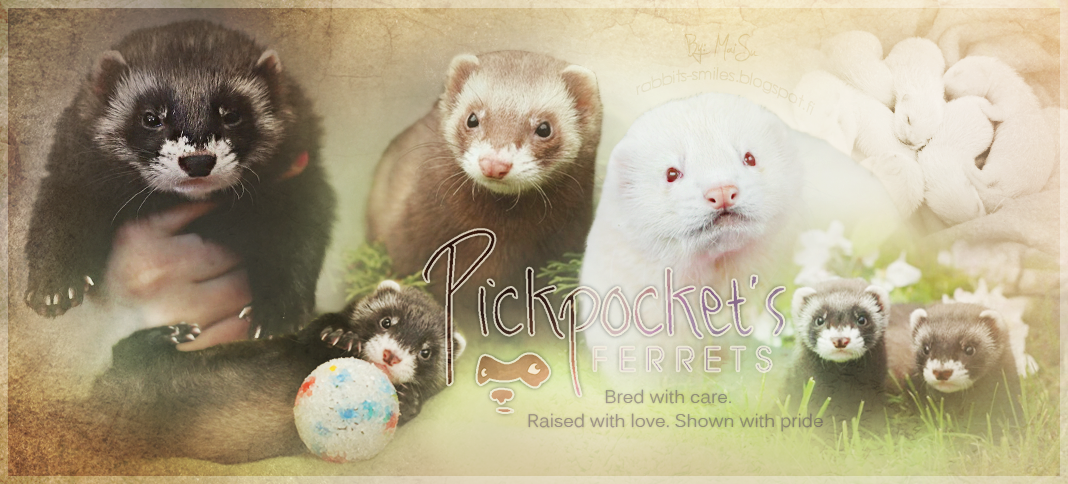 Pickpocket's Ferrets