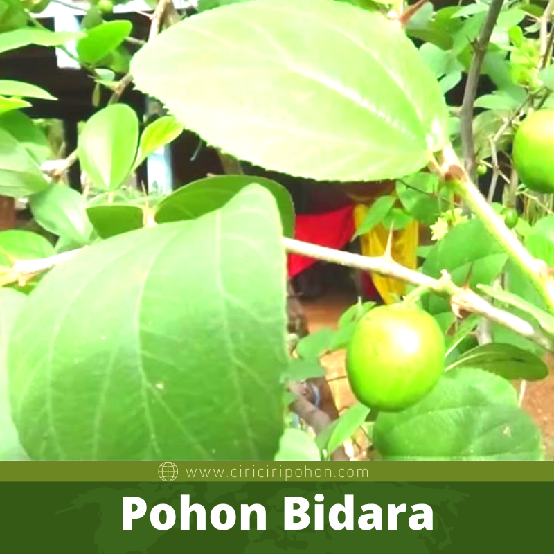 Bibit Pohon Bidara