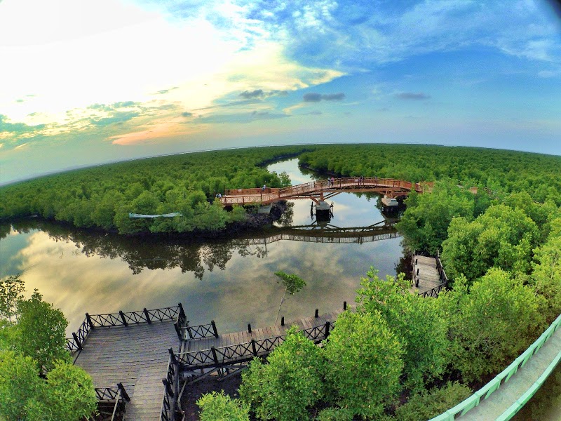 Hutan Mangrove Kota Langsa