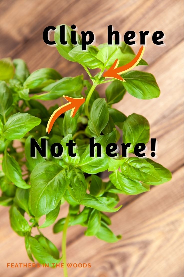 Want epic Basil? Grow it in pots! Feathers in the woods