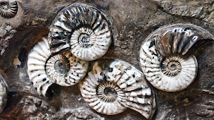 AMMONITE BEAUTY