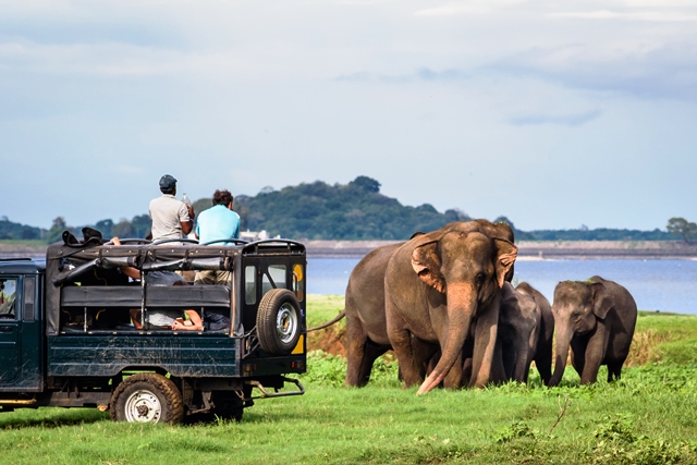 Minneriya - Sri LAnka (foto banco de imagem @sita_india)