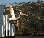 Australian Pelican takeoff