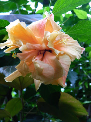 Tropical hibiscus rosa-sinensis double flower at the Allan Gardens Conservatory by garden muses-not another Toronto gardening blog