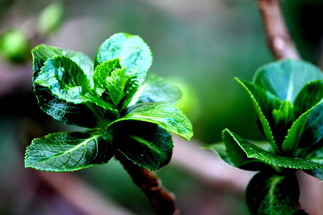 planta - folhas verdes e brotos