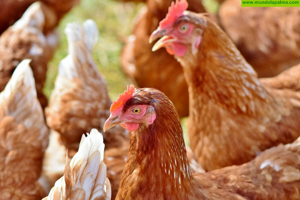 El Gobierno canario convoca ayudas para la producción de gallinas ponedoras