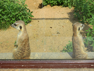 meerkats at Moscow zoo