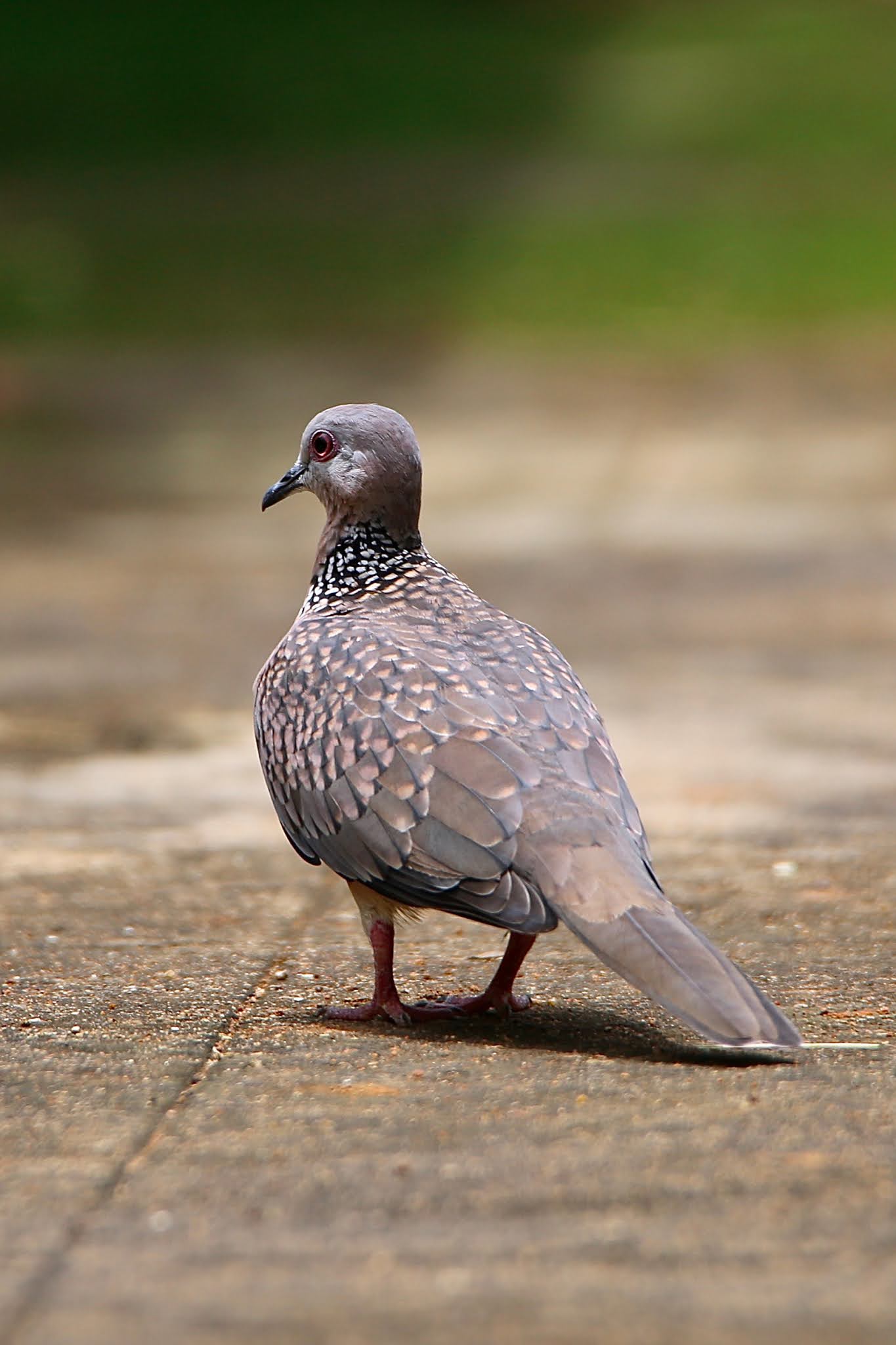Spotted Dove high resolution free