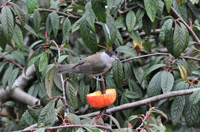 Ringed male Blackcap 08/03/2021
