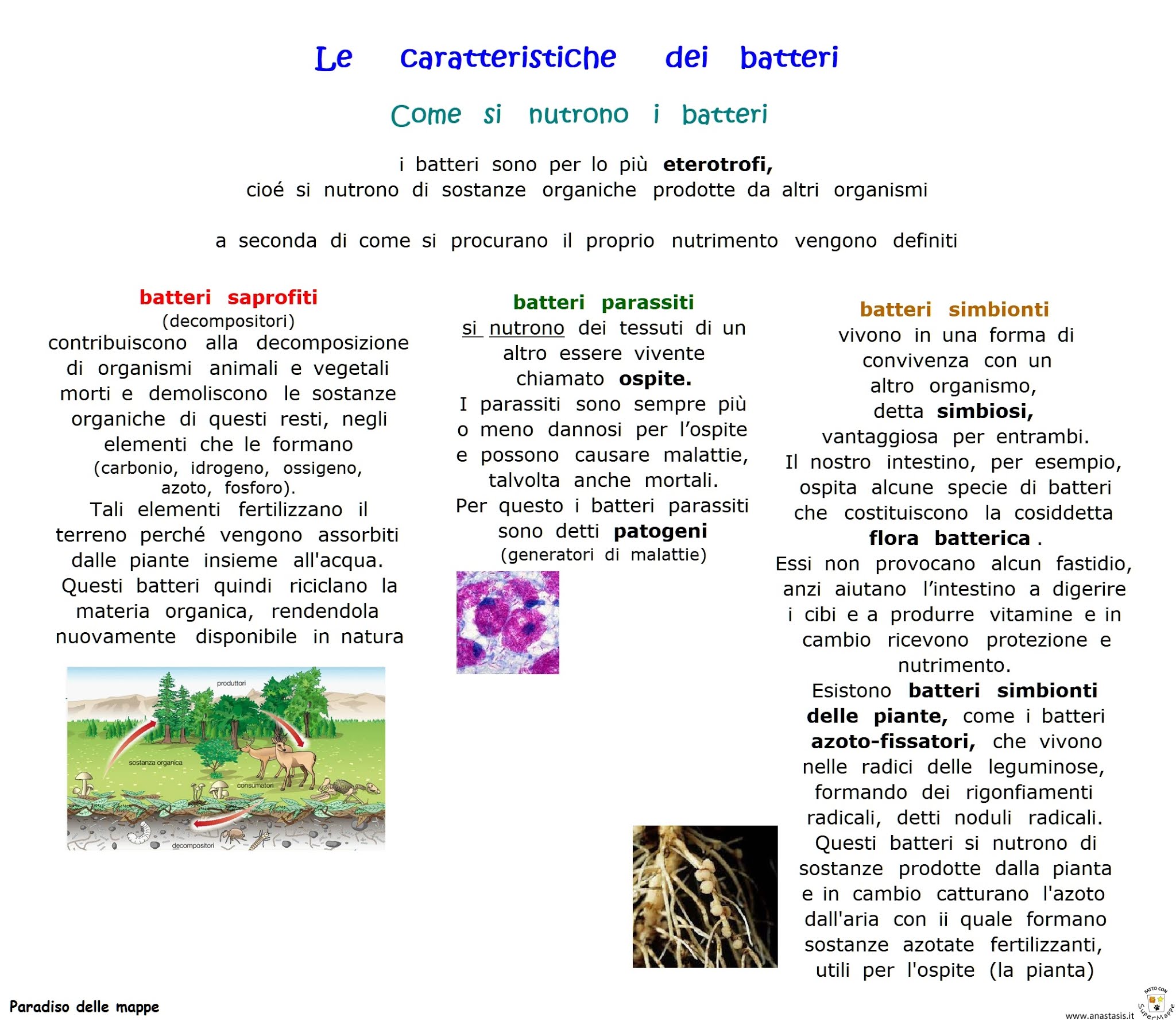 Paradiso delle mappe Come si nutrono i batteri Paradiso delle mappe Come si nutrono i batteri