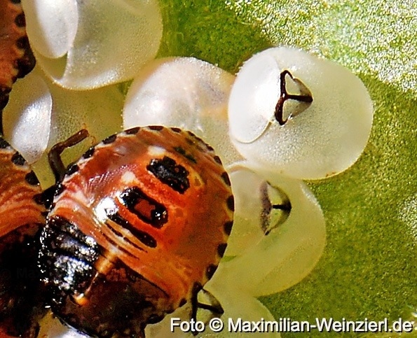 Maximilian Weinzierl – Fotografie und viel mehr: Tomatenkäfer ... Maximilian Weinzierl – Fotografie und viel mehr: Tomatenkäfer ...