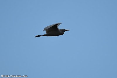 Esplugabous (Bubulcus ibis)