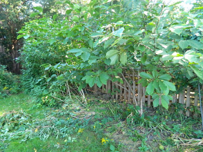 High Park Toronto Back Yard Fall Cleanup Before by Paul Jung Gardening Services--a Toronto Organic Gardener High Park Toronto Back Yard Fall Cleanup Before by Paul Jung Gardening Services--a Toronto Organic Gardener