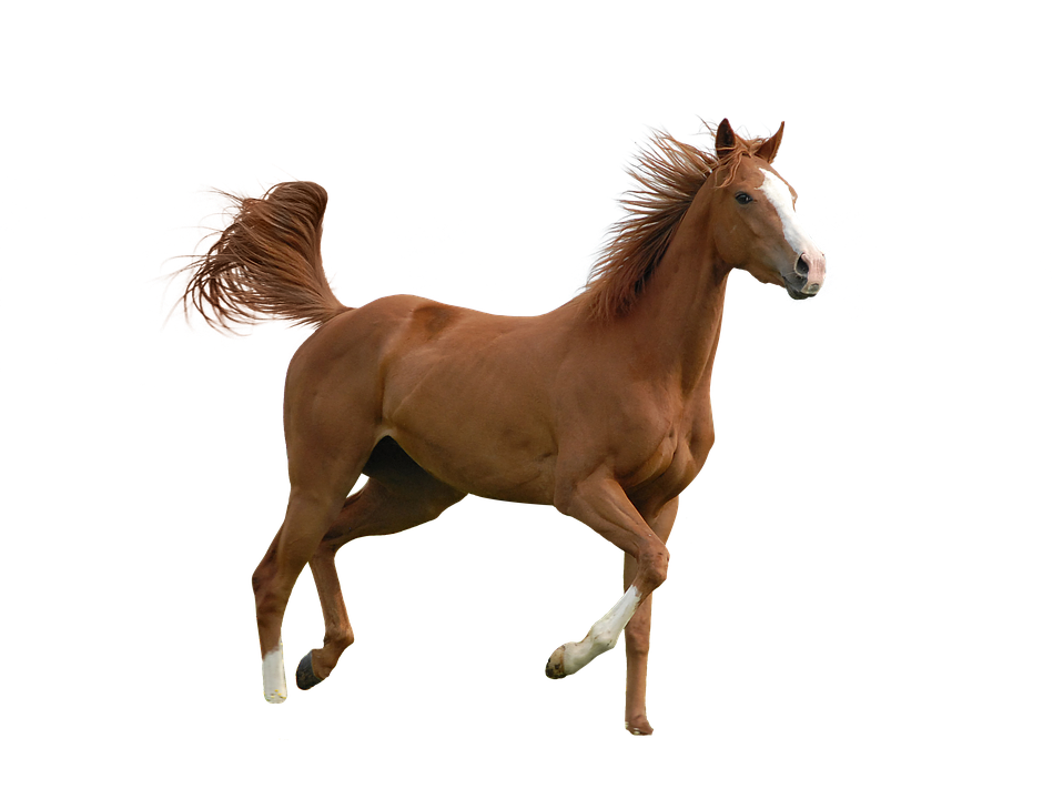 picture of a beast