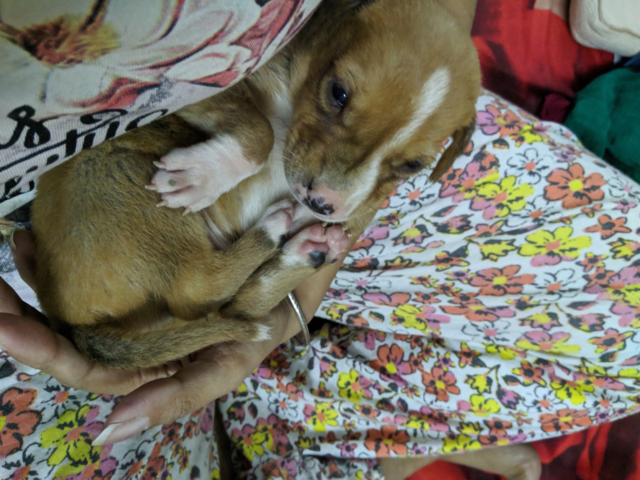 The heartwarming rescue stories of my boys The heartwarming rescue stories of my boys