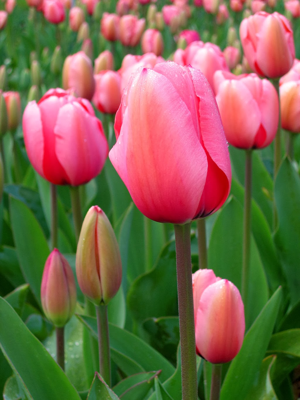 Is Tulipa a Tulip