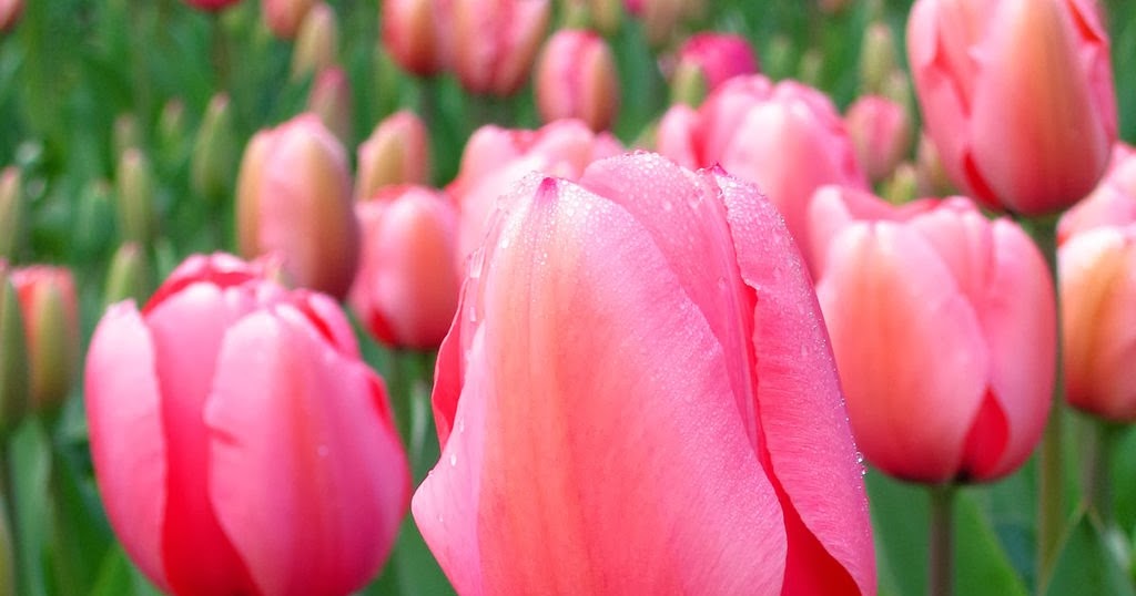 Raw Edible Plants Tulips (Tulipa species)