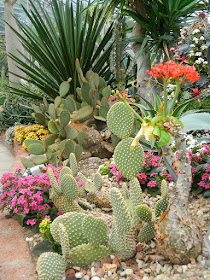 Cacti at Etobicoke's Centennial Park Conservatory  by garden muses-not another Toronto gardening blog
