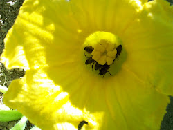 flor com abelhas