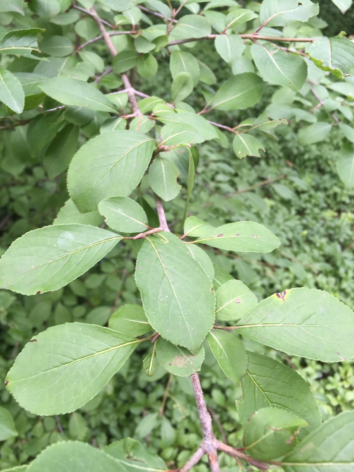 Princeton Nature Notes Check Your Viburnums for Imported Leaf Beetle