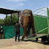 Maltraité depuis 53 ans, cet éléphant est enfin libéré et sa réaction est indescriptible!