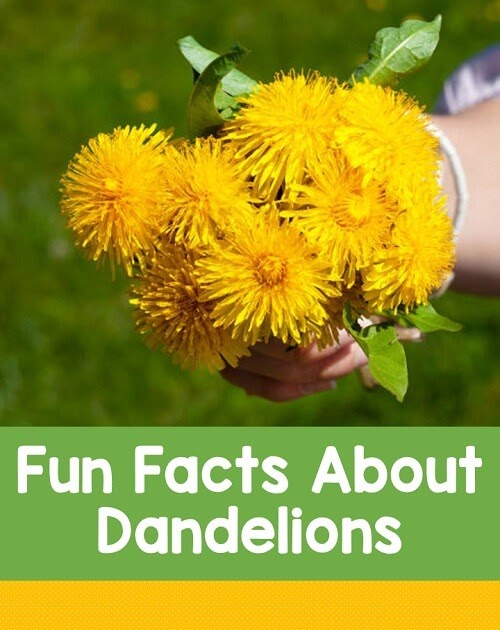 Kelly's Classroom Online Five Fun Facts About Dandelions